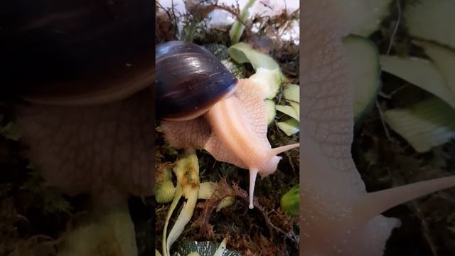 улитки ахатины смотреть онлайн