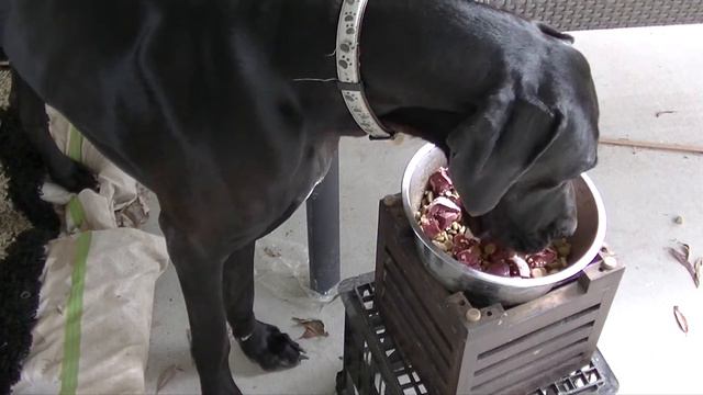 How to make GREAT DANES FOOD- RAW MEAT KIBBLE BLEND - DIY Dog Food by Cooking For Dogs смотреть онлайн