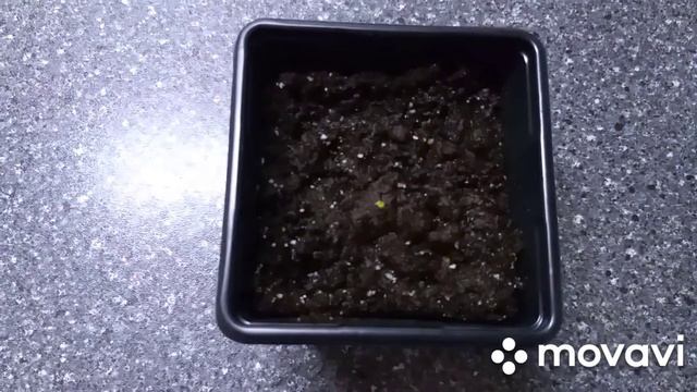 Сеем эустому и катарантус. смотреть онлайн