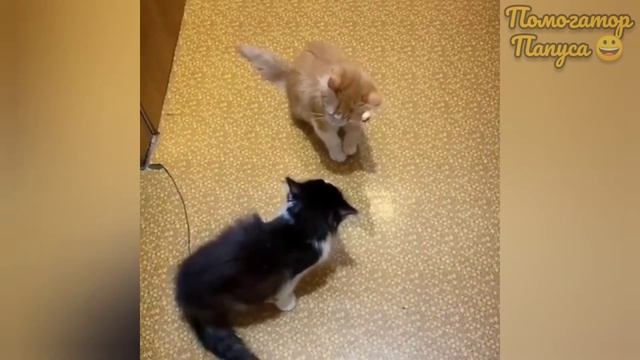 Говорящие коты! Лучшая подборка #36 смотреть онлайн