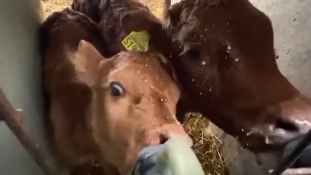 Телячье нежности. Кормление молочных телят специальными сосками . смотреть онлайн