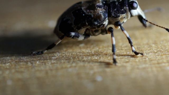 クロフヒゲナガゾウムシ Anthribidae Tropideres roelofsi смотреть онлайн