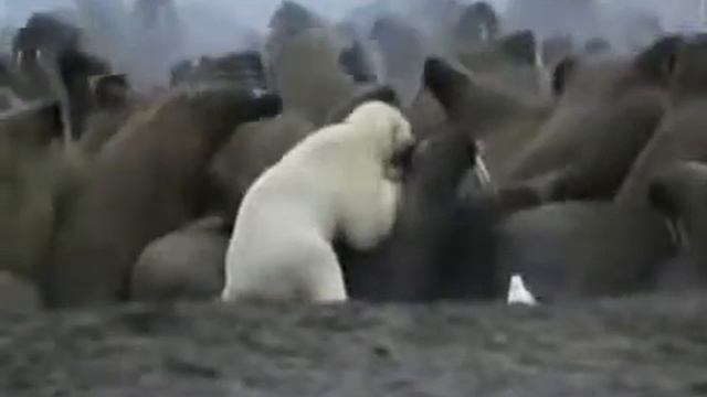 Белый охотится на моржей смотреть онлайн