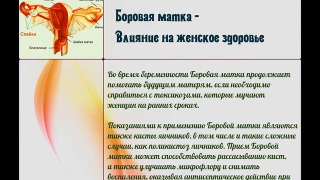 Боровая матка на страже Женского здоровья.Лечебные свойства, показания, рецепты. смотреть онлайн
