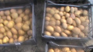 Картофель  на проращивание в теплице. Секрет большого урожая. с куста