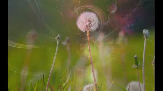 Headache Relief Music 🌻 Relief Stress ☯ Relaxation Music For Migraine Music To Sooth Your Mind