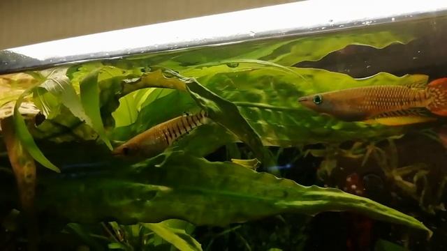 Щучки Линеатусы.. красивейшая рыбка??? смотреть онлайн