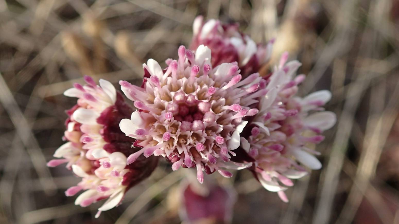 2024.06.19. Белокопытник, пеночка (Лесо)Тундра между Норильском и Оганером. смотреть онлайн