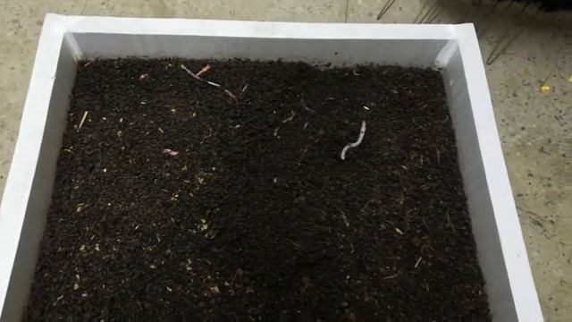 Дендробена. Кофе съели! смотреть онлайн