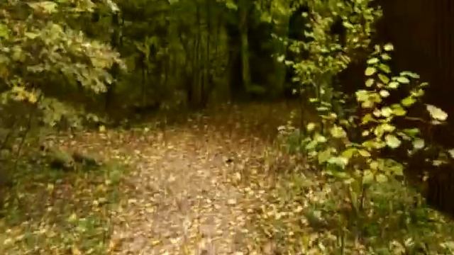 ОСЕНЬ? ...тогда босиком и в ЛЕС!!! и... ((((((( : !!!НИ ШАГУ НАЗАД!!! : ))))))) смотреть онлайн