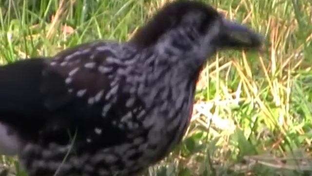 Pähkinähakki (Nucifraga caryocatactes) смотреть онлайн