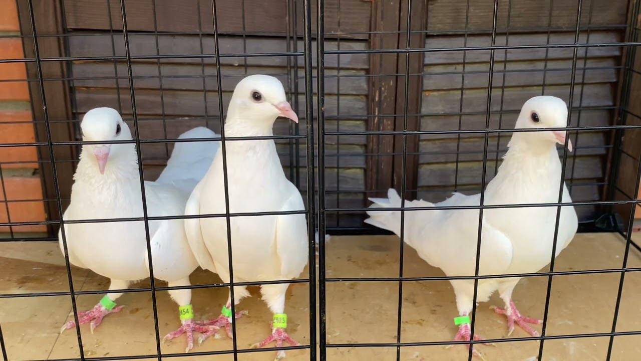 Бакинские голуби ️ старопородные #baku #bakupigeons