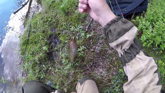 ФОРЕЛЬ ЗАТОПЛЕННОГО ЛЕСА / часть 1 / TROUT FLOODED FOREST / part 1 смотреть онлайн