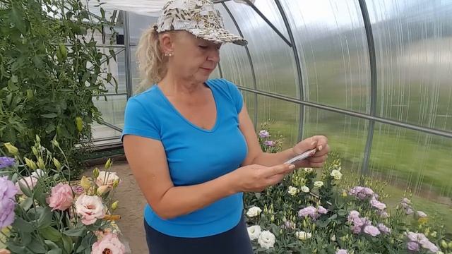 Эустома выросла просто супер . Лизиантус . Eustoma . смотреть онлайн