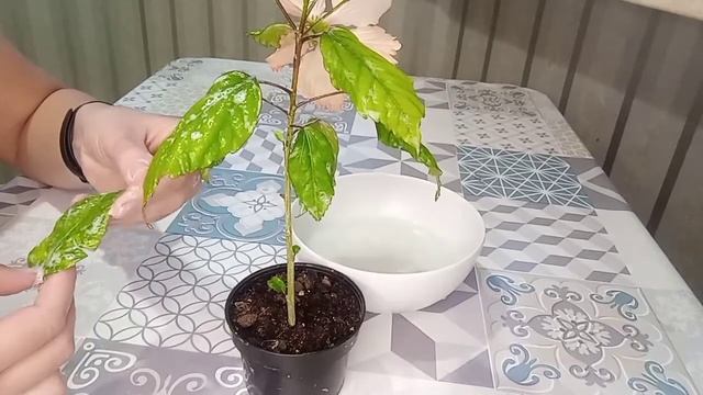 Гибискус Antilles Saumon. Поражение вредителями. Обработка.