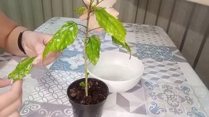 Гибискус Antilles Saumon. Поражение вредителями. Обработка.