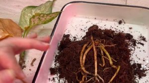 Почему увядают листья у Аглаонем, что с корнями ?