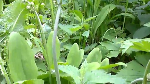 папоротник орляк с алтая смотреть онлайн