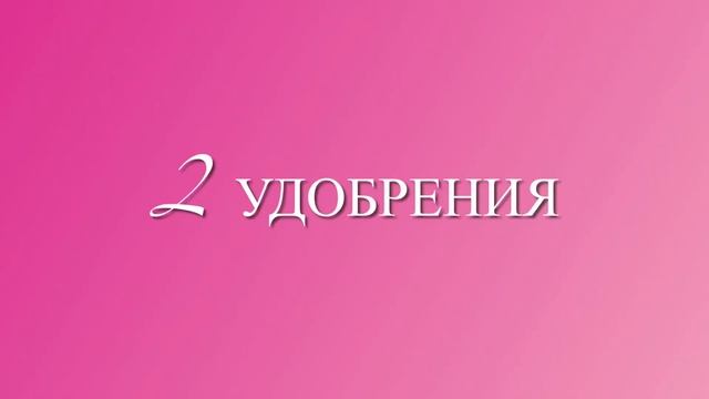 Уход за бугенвиллией / Care for bougainvillea смотреть онлайн