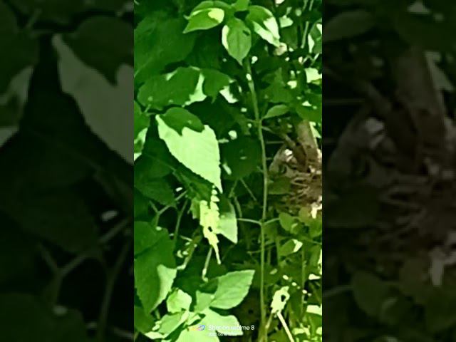 Мама (птица) высиживает птенцов смотреть онлайн