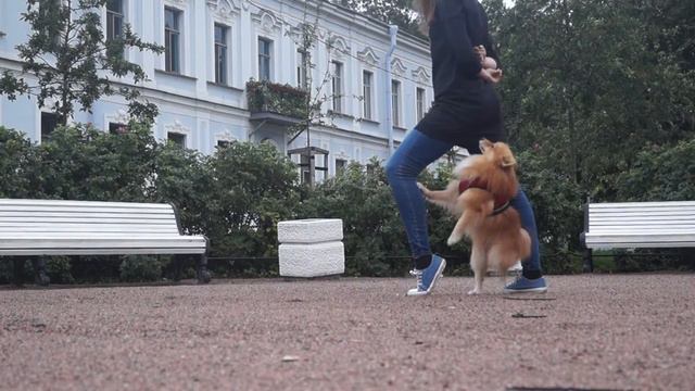 170 amazing dog tricks/170 удивительных трюков =) смотреть онлайн