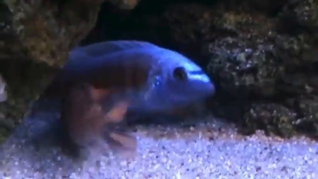 Labeotropheus trewavasae 'Manda' spawning смотреть онлайн