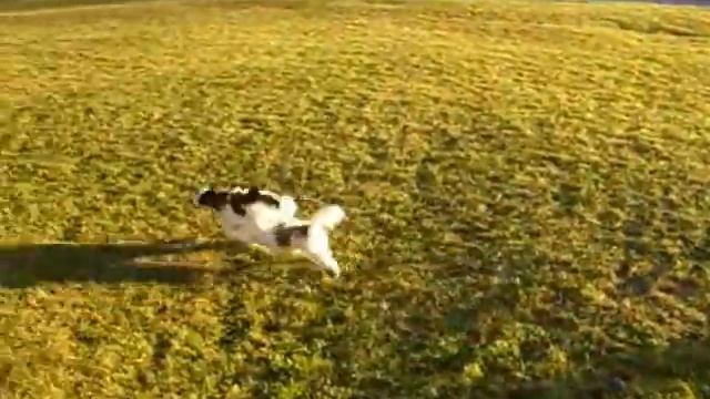 щенки 4 мес 094 смотреть онлайн