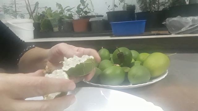 Маракуйя северная, подведем итоги. смотреть онлайн