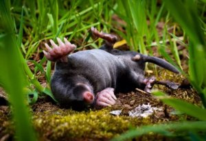 Послушаем мудрые писклявые звуки крота