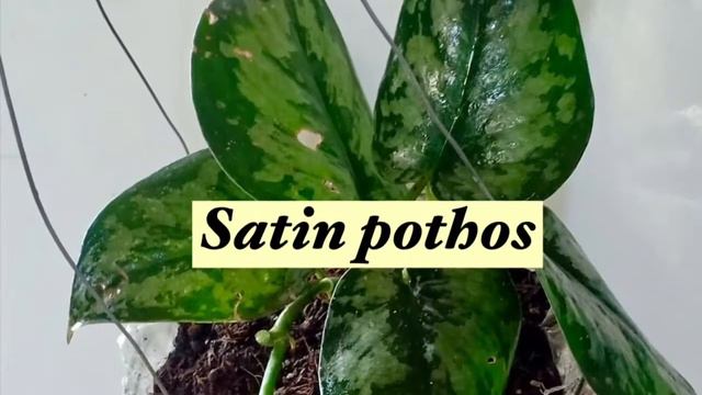 Pothos Varieties смотреть онлайн