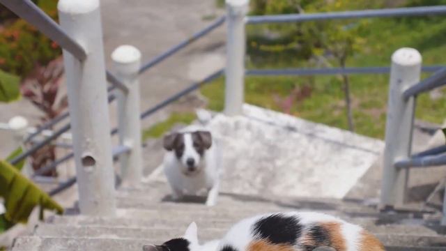 Are cats🐈 happy with dogs ? 🐕🦺 смотреть онлайн