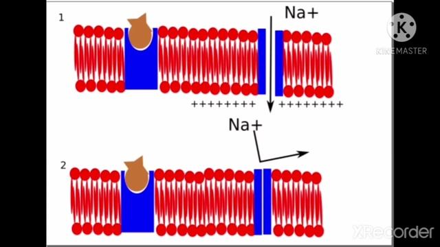 Миорелаксанты