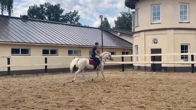 Приглашаем на индивидуальные занятия верховой ездой в КСК Созидатель г.Лыткарино МО смотреть онлайн