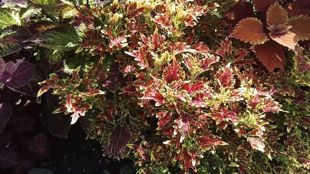 колеусы на длинной клумбе . смотреть онлайн