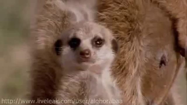 Сонные сурикаты смотреть онлайн