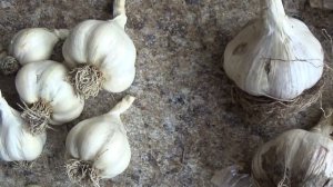 Как отличить зимний чеснок от весеннего.