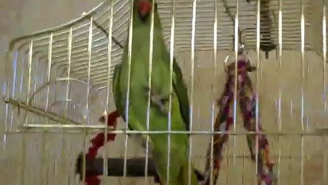 Ожереловый попугай говорит (ringneck parrot talks) смотреть онлайн