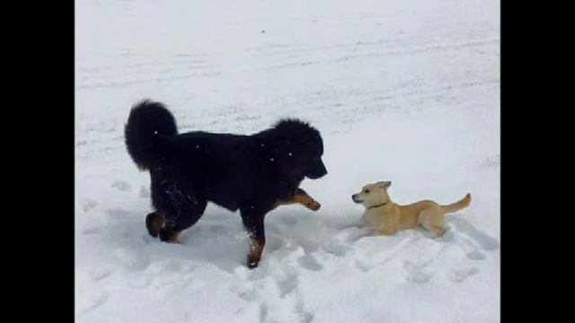 Ванесса Мей ОТКРЫВАЕМ ДУШУ смотреть онлайн