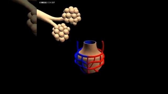Human 3D, Дыхание,06 Альвеолы смотреть онлайн