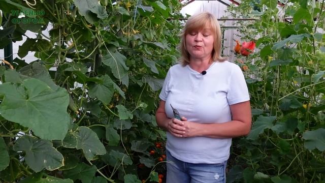Как продлить ПЛОДОНОШЕНИЕ ОГУРЦОВ до заморозков! Советы от ЗЕЛЕНОГО ОГОРОДА! смотреть онлайн