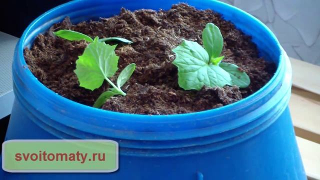 Ранний огурец в баке в томатной теплице смотреть онлайн