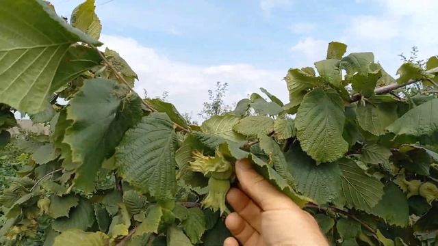 Фундук Трапезунд у Вінницькій області, мега врожай 2022 року. смотреть онлайн