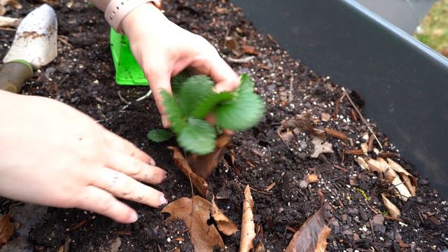 Planting My First Garden 2022 | Container Garden | Small Space Gardening | FULL Planting Process смотреть онлайн