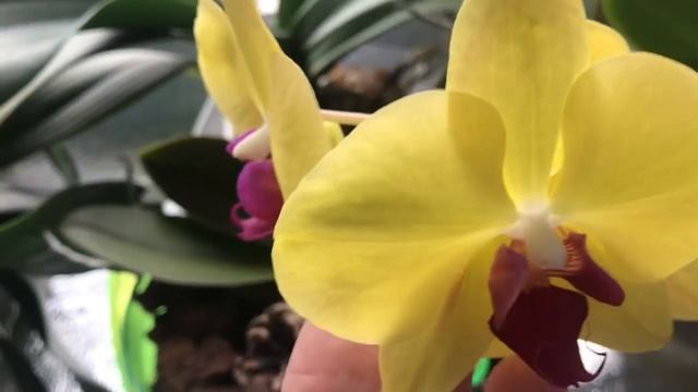 Орхидеи.Цветение февраля 27.02.21?????ЛЕДИ МАРМЕЛАД, ПАНДА, ХЭППИ МИНХО, ГРАЦИЯ, ЛАРК СОНГ. смотреть онлайн