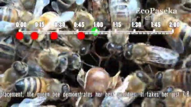 Как пчелиная матка откладывает яйца | How a Queen Bee is Laying Eggs смотреть онлайн