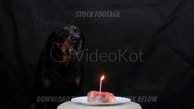 Birthday a big black Doberman, a piece of beef with a candle смотреть онлайн