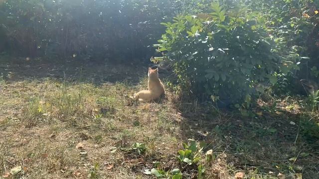 Кот и курица. смотреть онлайн