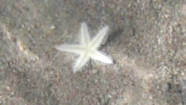 Морская звезда Египет смотреть онлайн