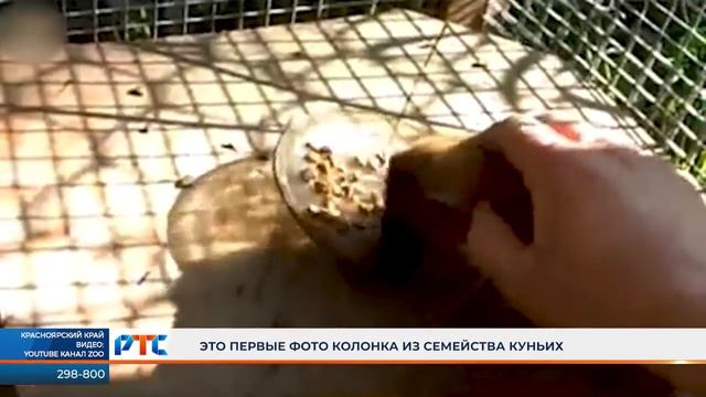 В Саяно-Шушенском заповеднике замечен редкий зверь. смотреть онлайн