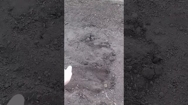 Как посадить огурцы смотреть онлайн